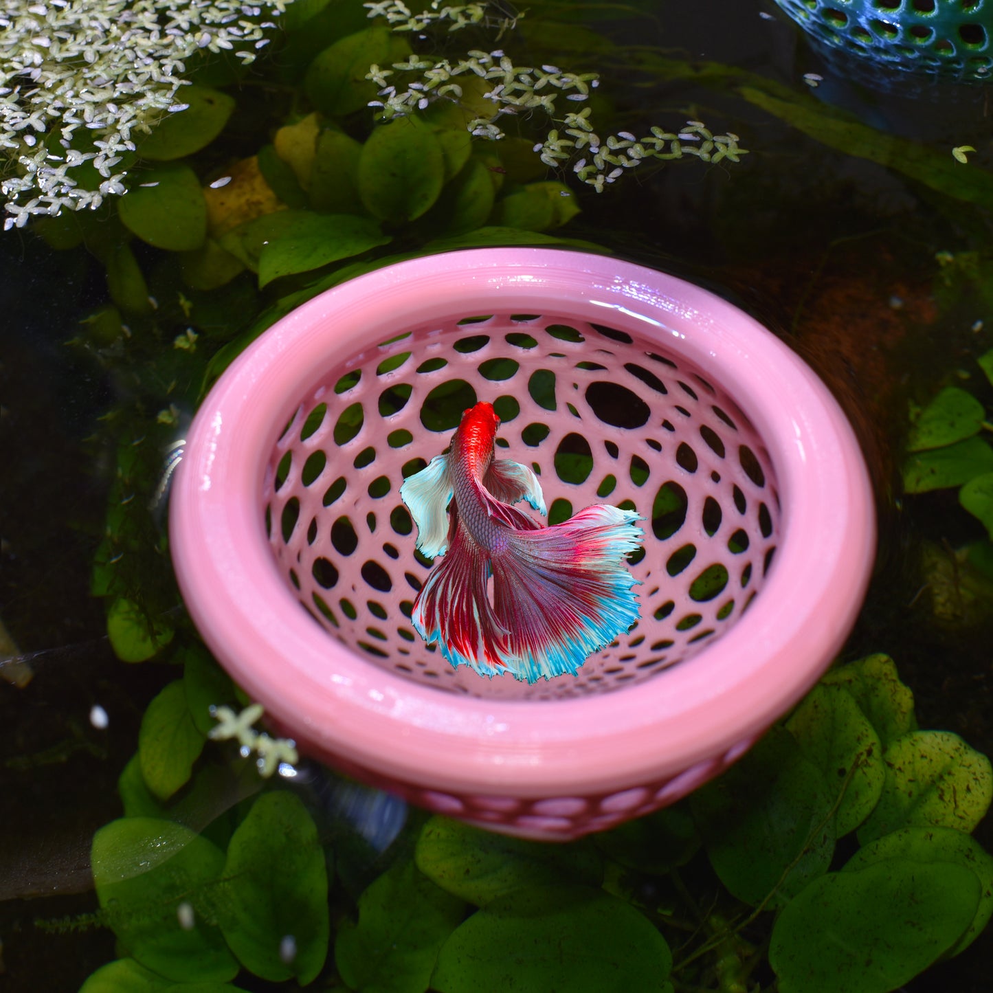 Floating Betta Hide - Betta Fish Feeder