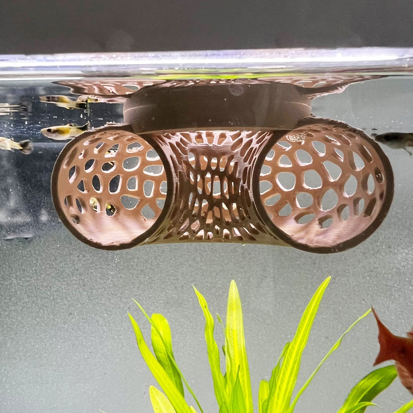 Floating Betta Tunnel For Betta Training