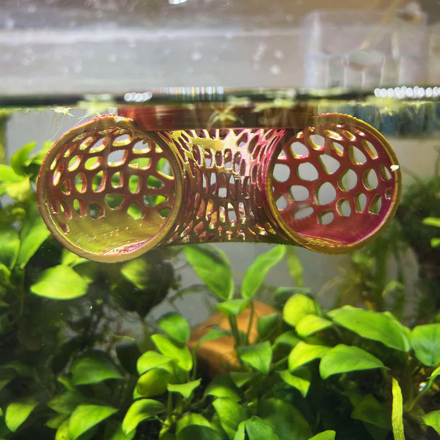Floating Betta Tunnel For Betta Training