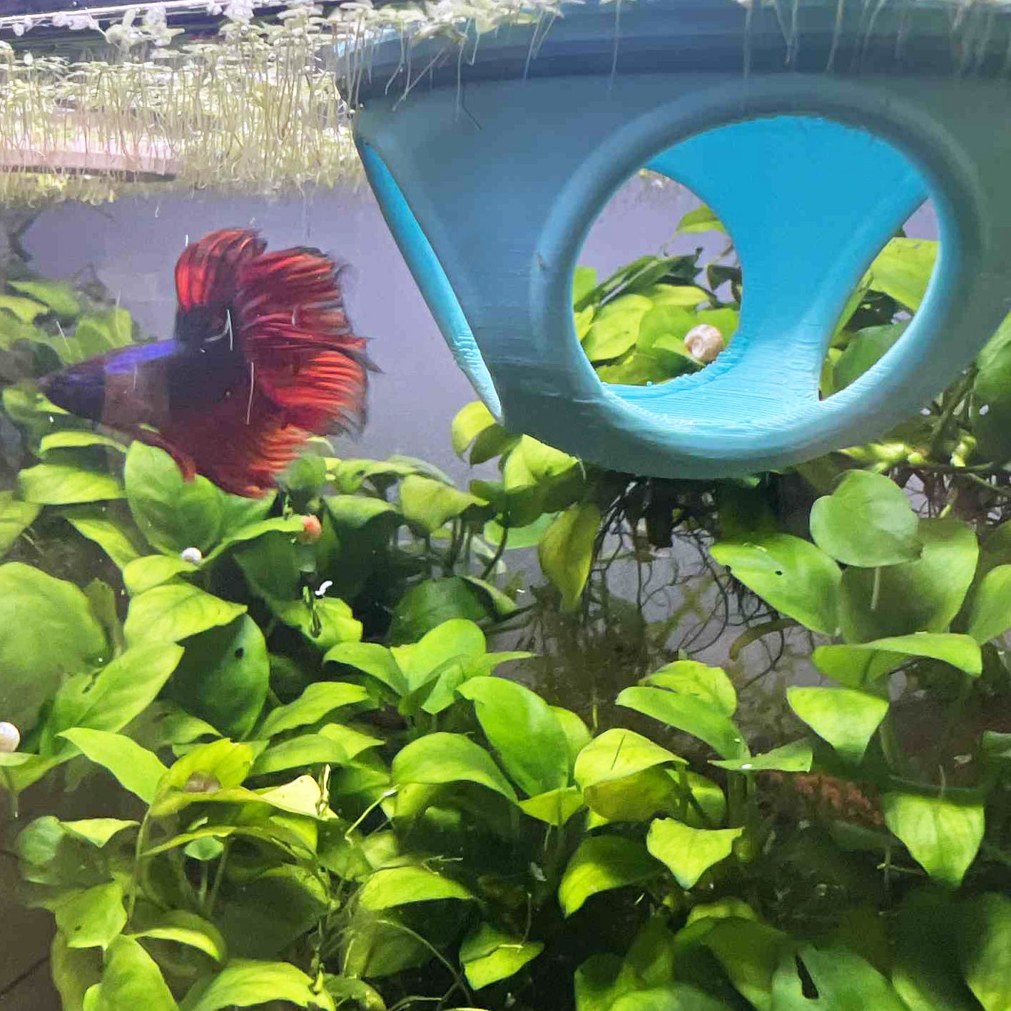 Floating Betta Tube