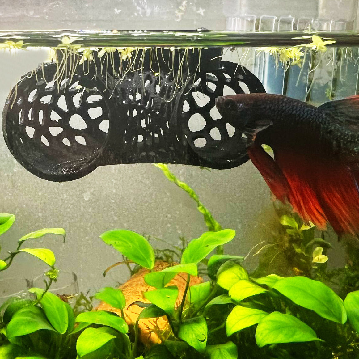 Floating Betta Tunnel For Betta Training