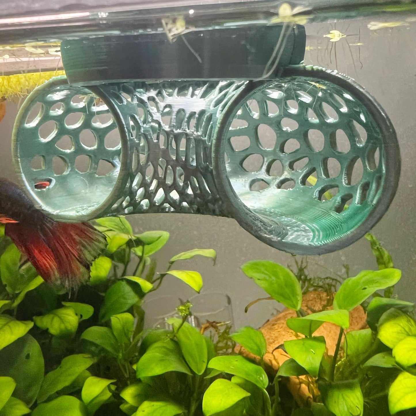 Floating Betta Tunnel For Betta Training