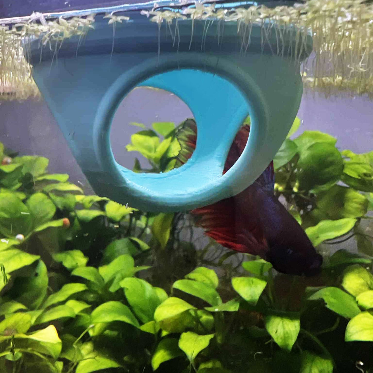 Floating Betta Tube