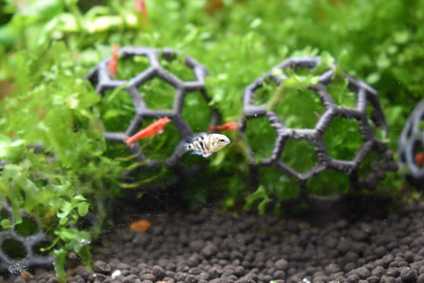 Aquarium Moss Holder, Fish Tank Decor, Perfect for Shrimp and Betta Tank, Set of 3, Aquarium Safe Plastic, Made in Canada and Fast Shipping.