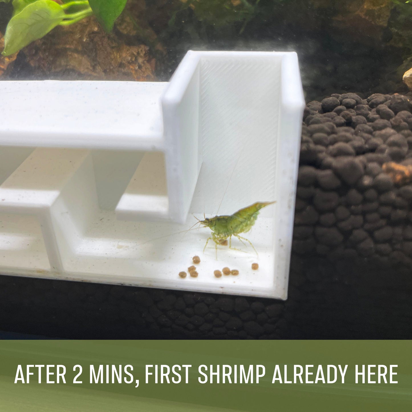 Shrimp Party Tunnel, Curved For Fluval Fish Tank