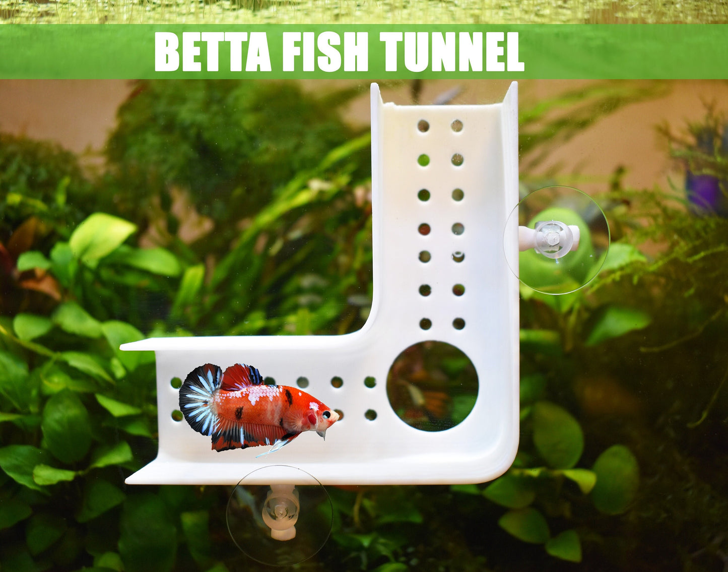 Betta Fish Training Set, Betta Tunnel - Olympic Ring - Mirror, Pack of 3