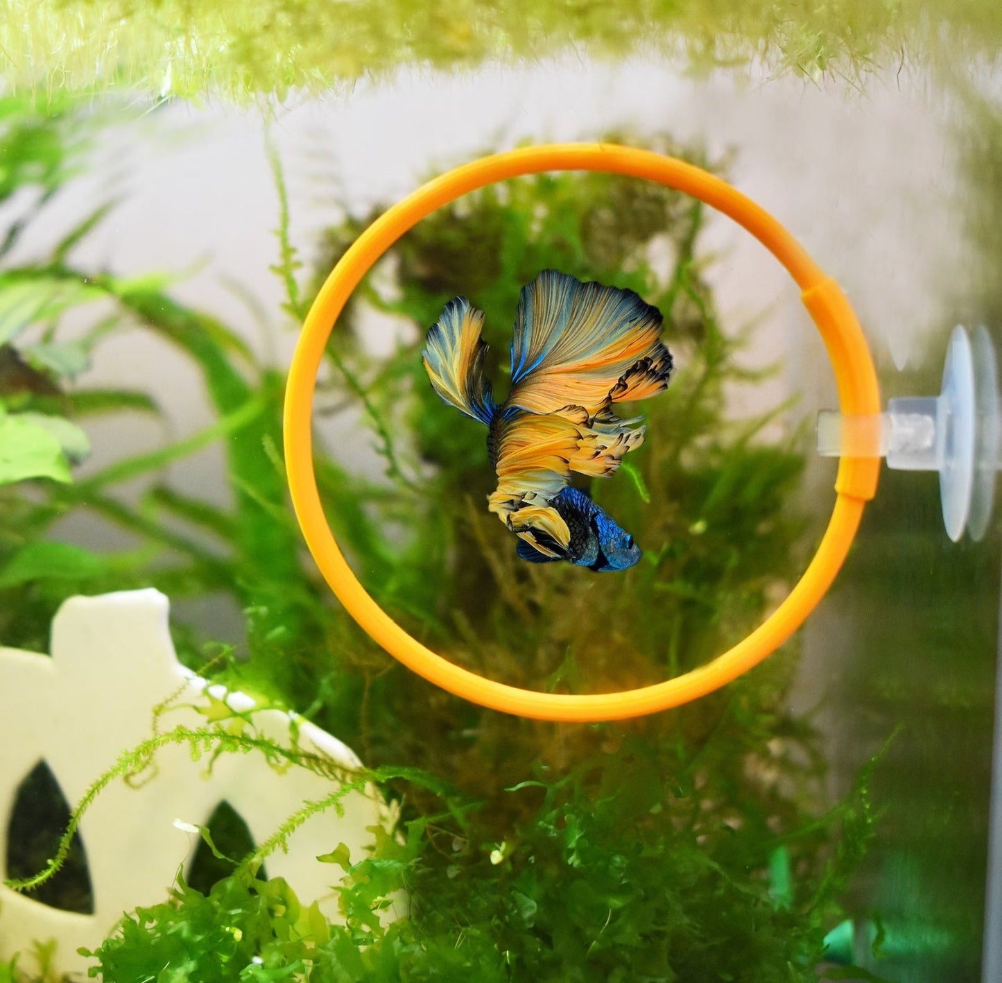 Betta Fish Training Set, Betta Tunnel - Olympic Ring - Mirror, Pack of 3
