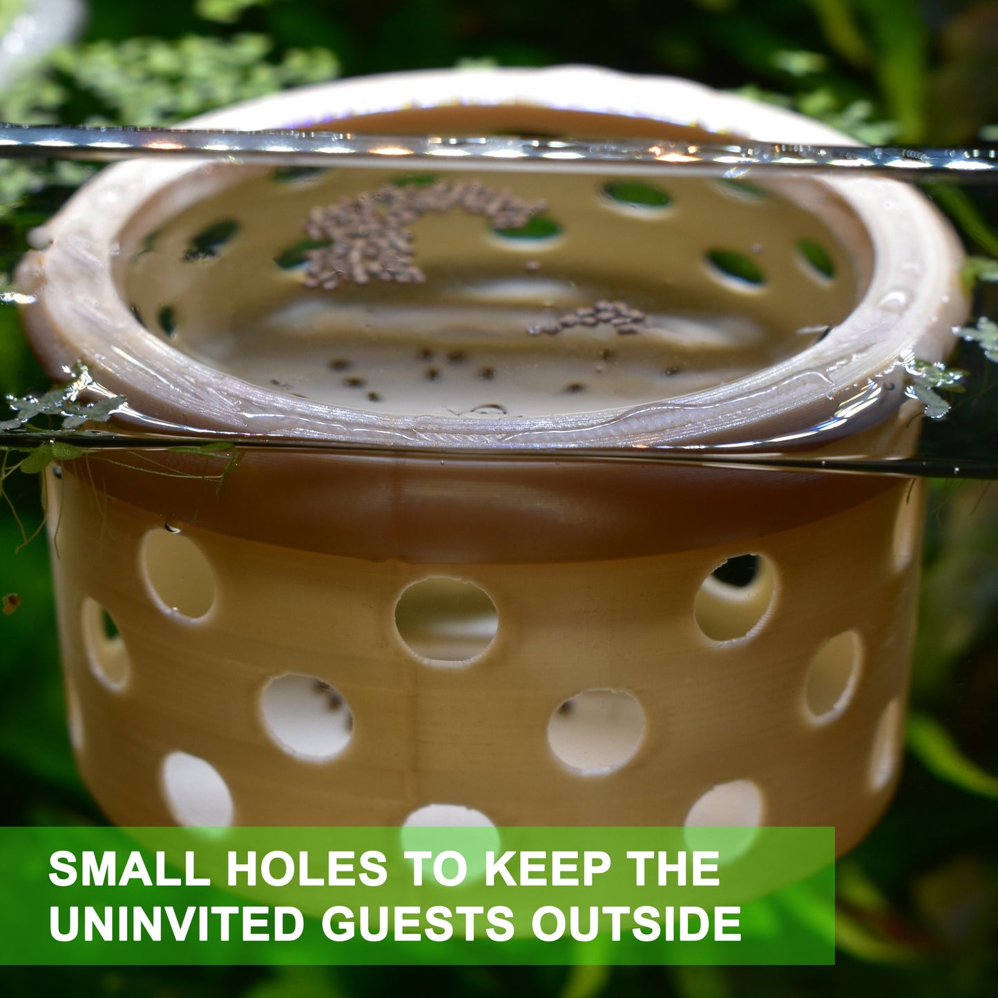 Floating Feasts Gazebo for Shrimp and Snail - Benefits of Targeted Feeding