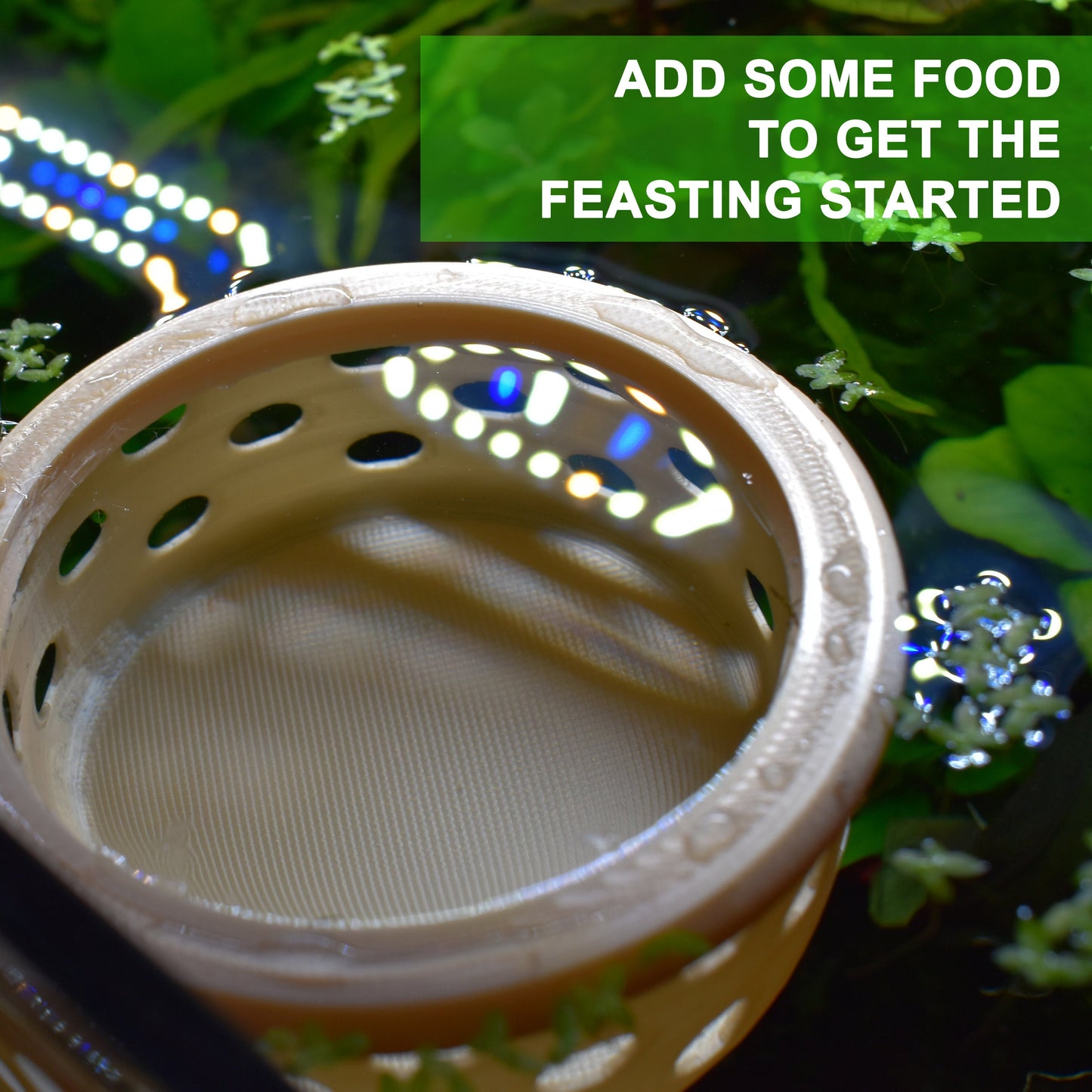 Floating Feasts Gazebo for Shrimp and Snail - Benefits of Targeted Feeding
