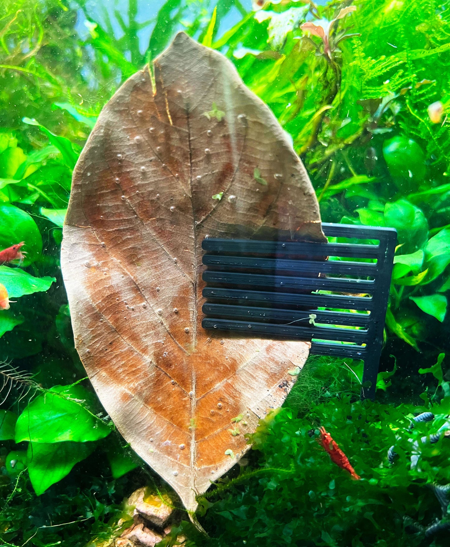 Almond Leaf Holder. Aquarium Leaf Holder. Aquarium Safe Plastic. Perfect for Shrimp and Betta Tank. Made in Canada and Fast Shipping.