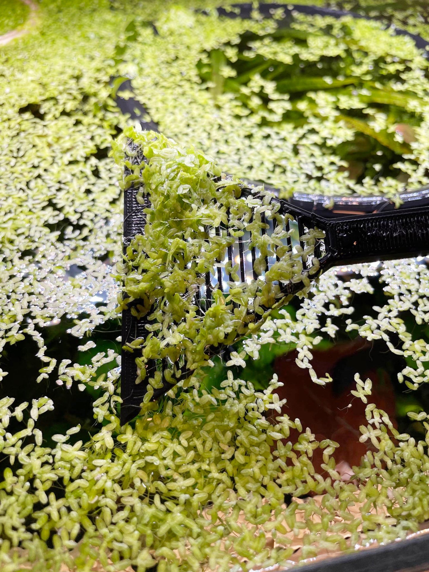 Duckweed Removal Spatula