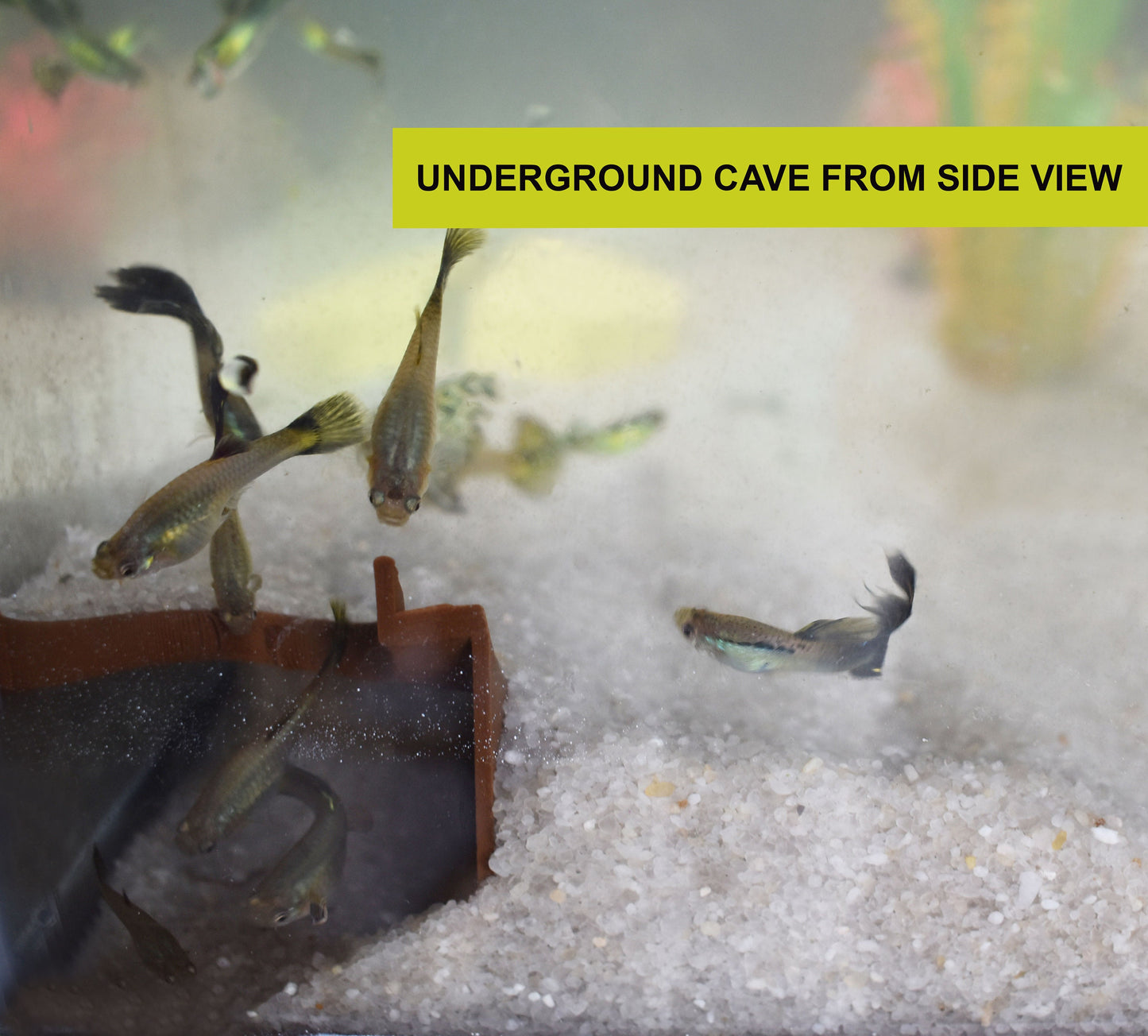 Underground Tunnel Cave for Pleco, Cory and Kuhli