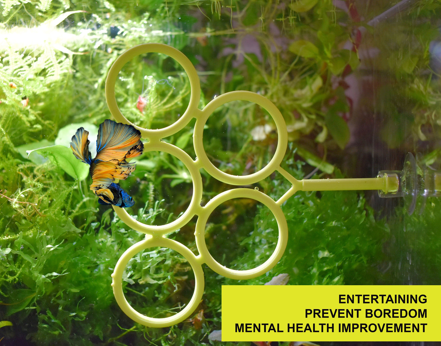Olympic Ring For Betta Fish Trainning