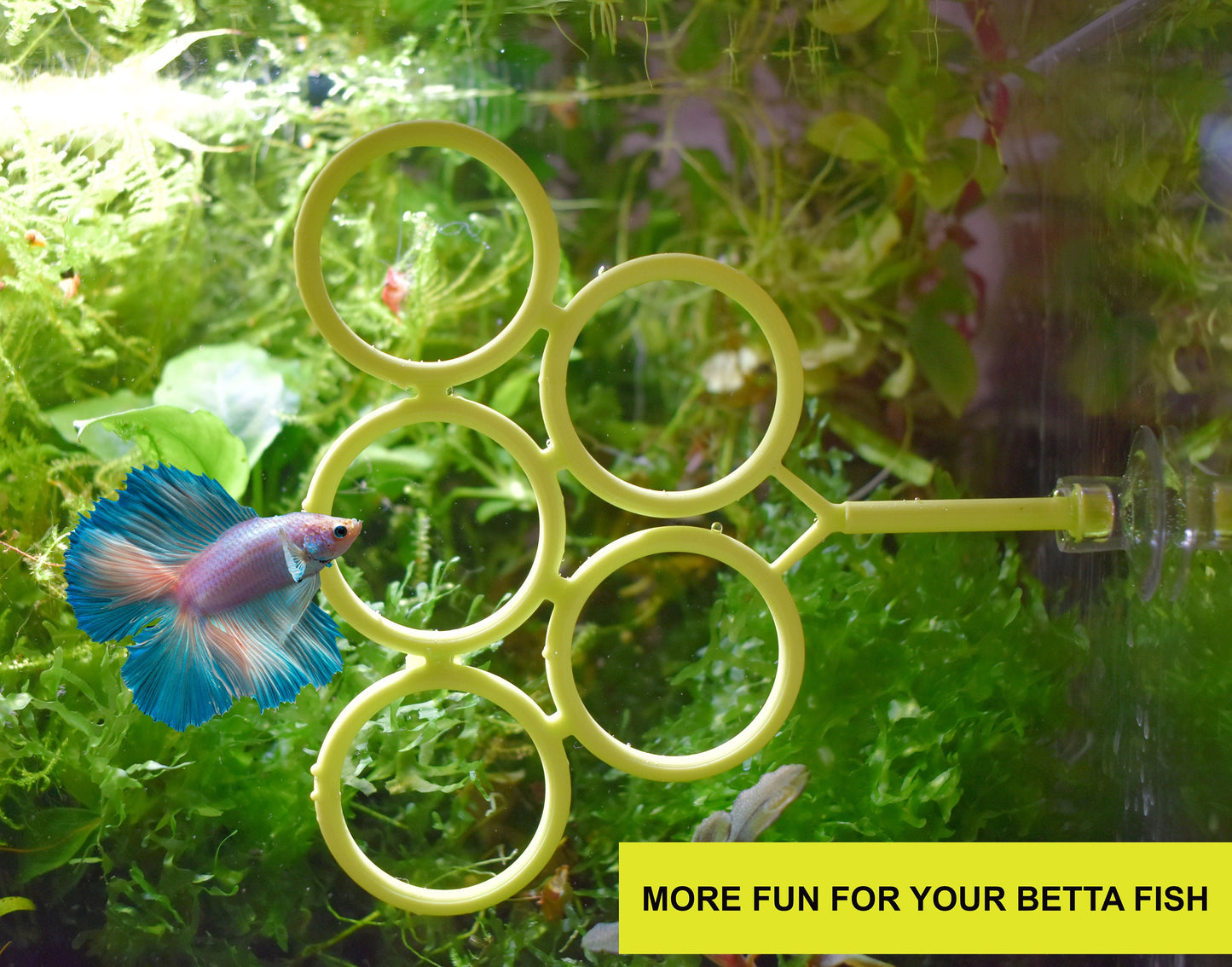 Olympic Ring For Betta Fish Trainning