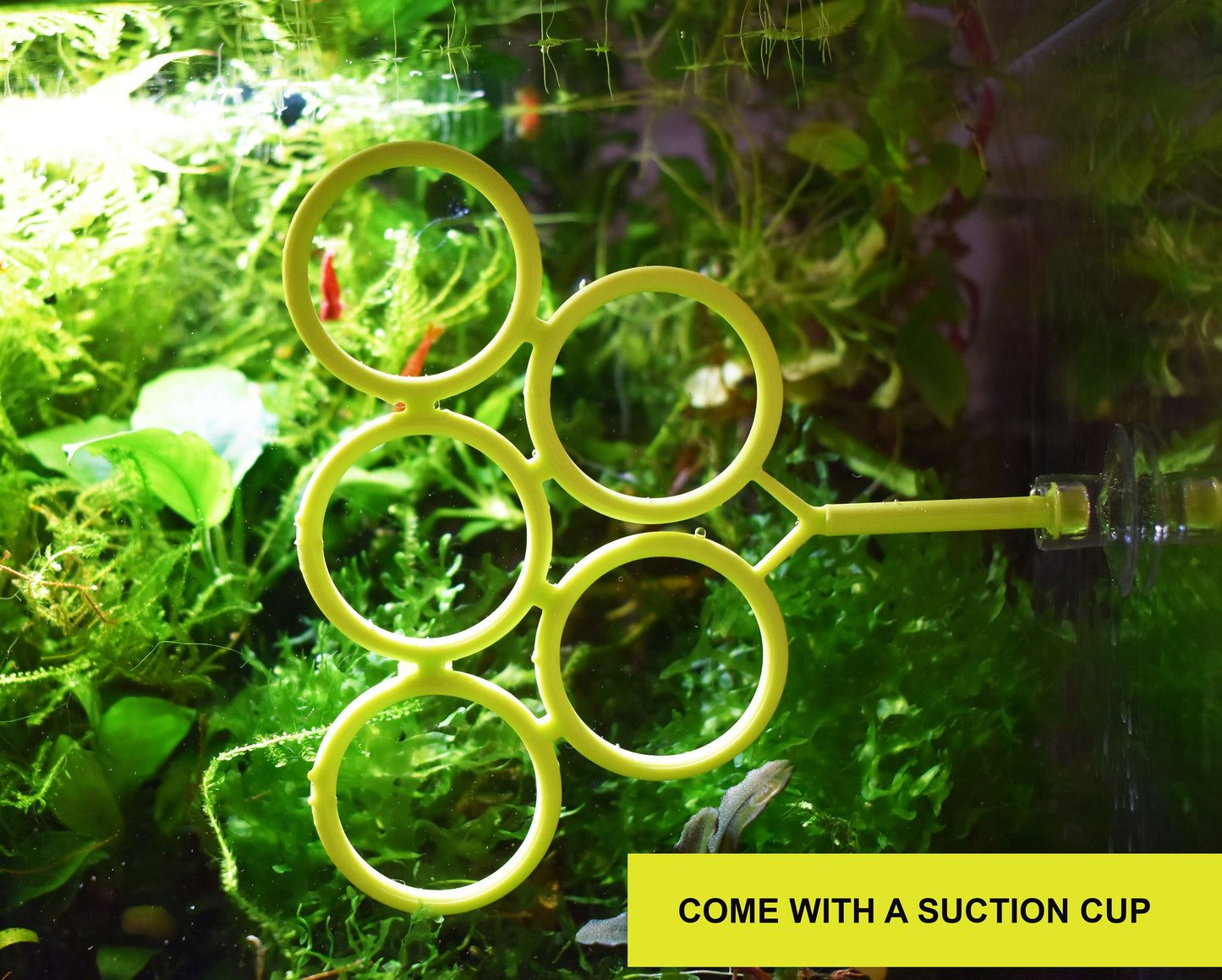 Olympic Ring For Betta Fish Trainning