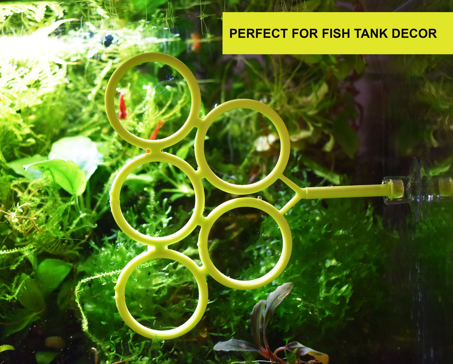 Olympic Ring For Betta Fish Trainning
