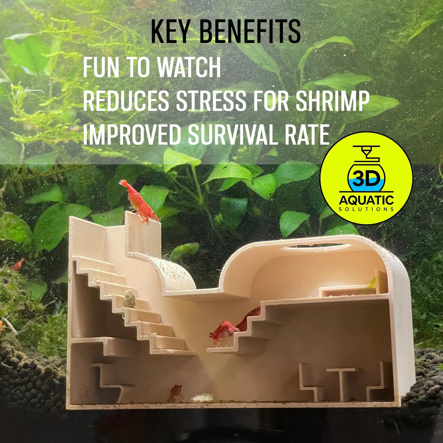 Aquarium Shrimp Rental Studio