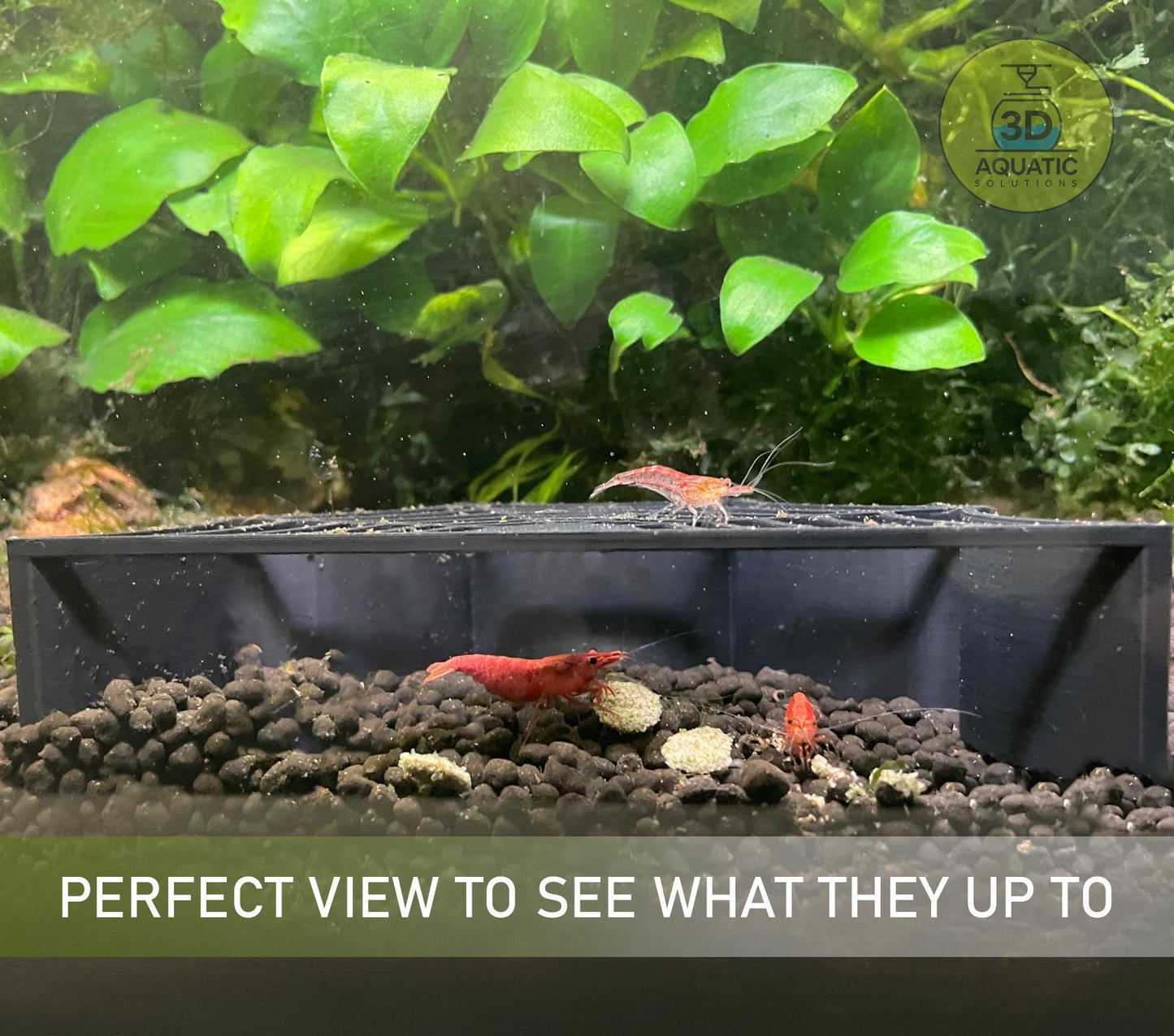 Spider Shrimp Guard to Prevent Predator Fish