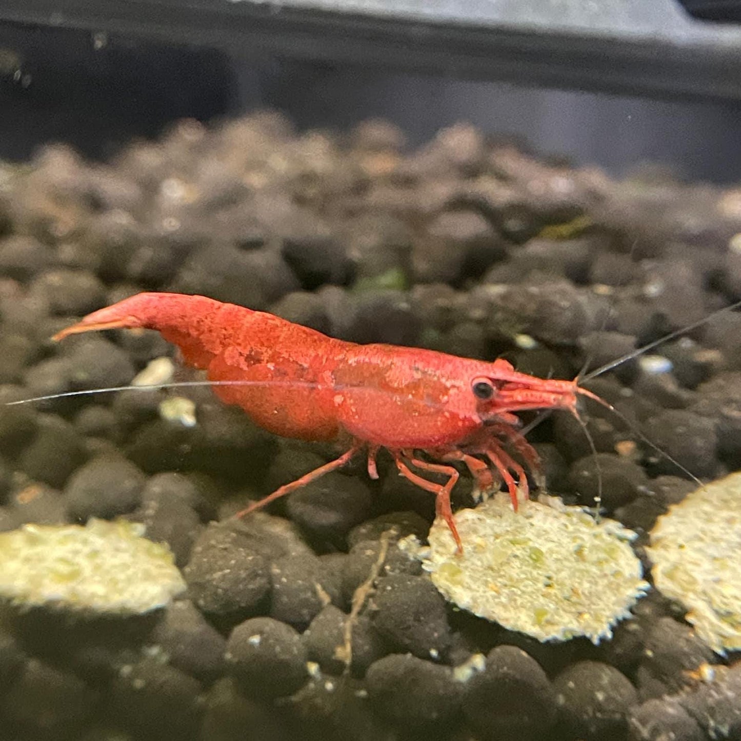Spider Corner Shrimp Guard To Prevent Predator Fish