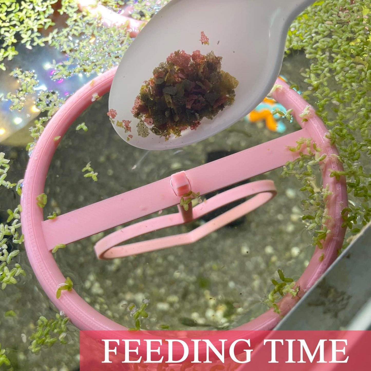 Happy Valentine's Day Betta Active Training Ring