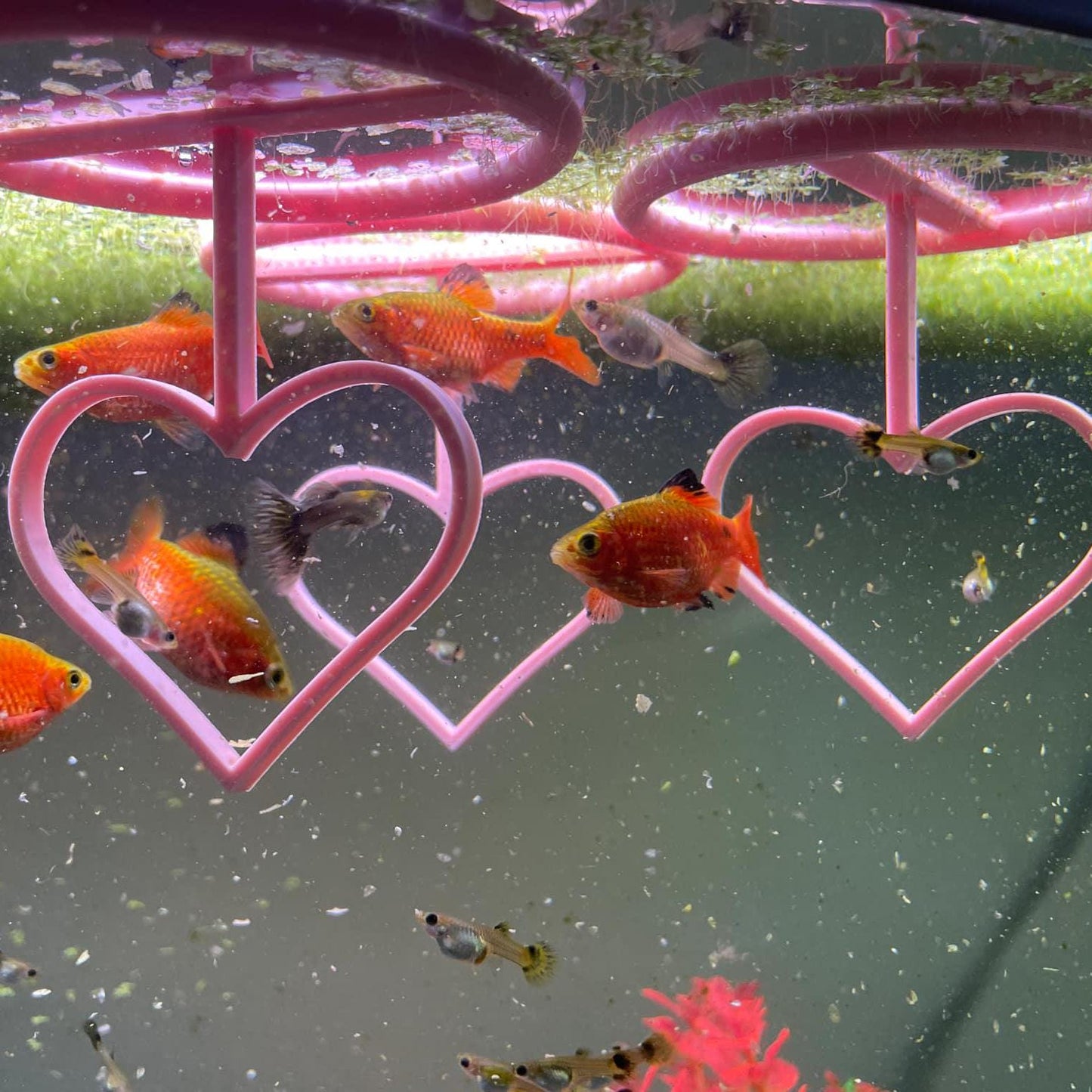 Happy Valentine's Day Betta Active Training Ring