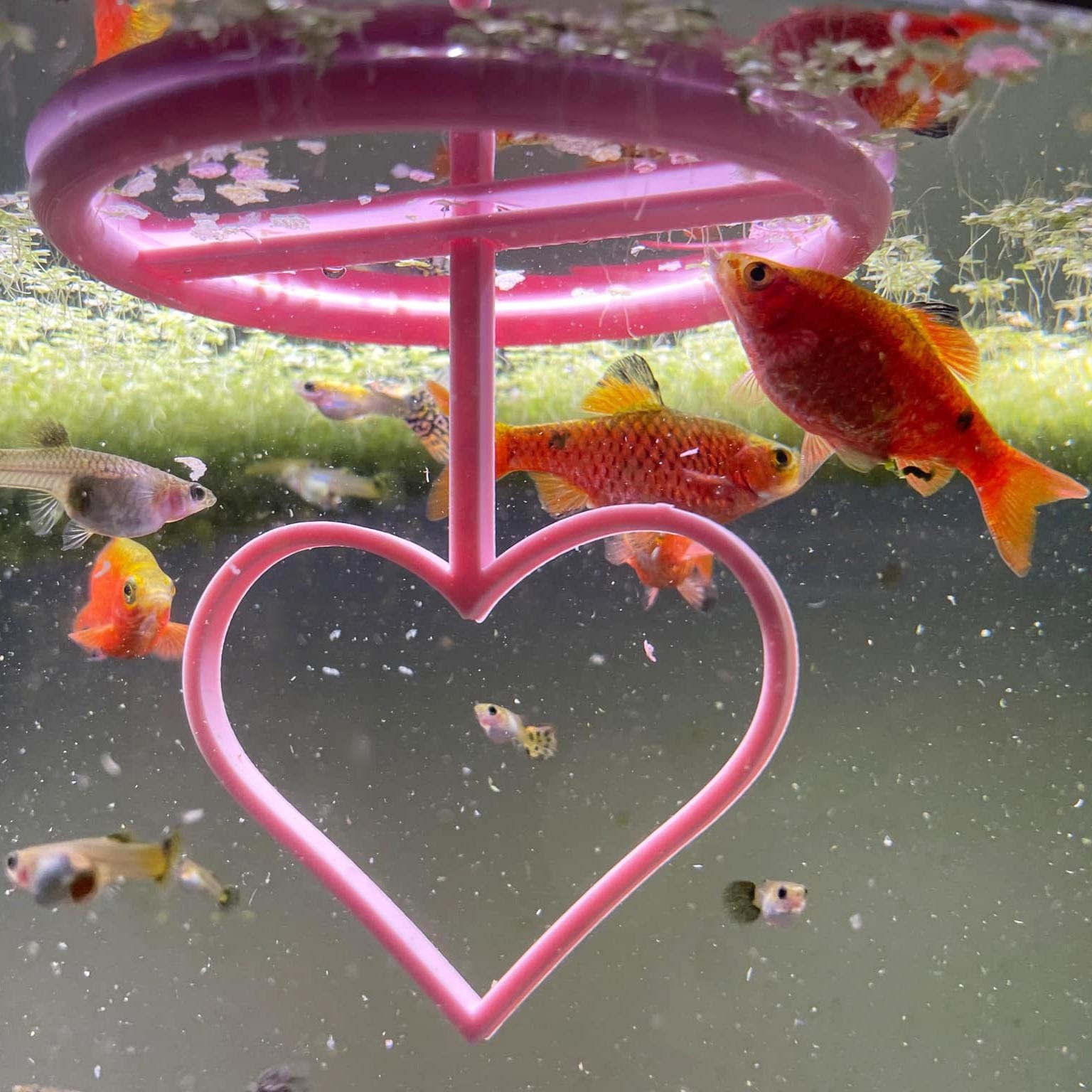 Happy Valentine's Day Betta Active Training Ring – 3D Aquatic Solutions