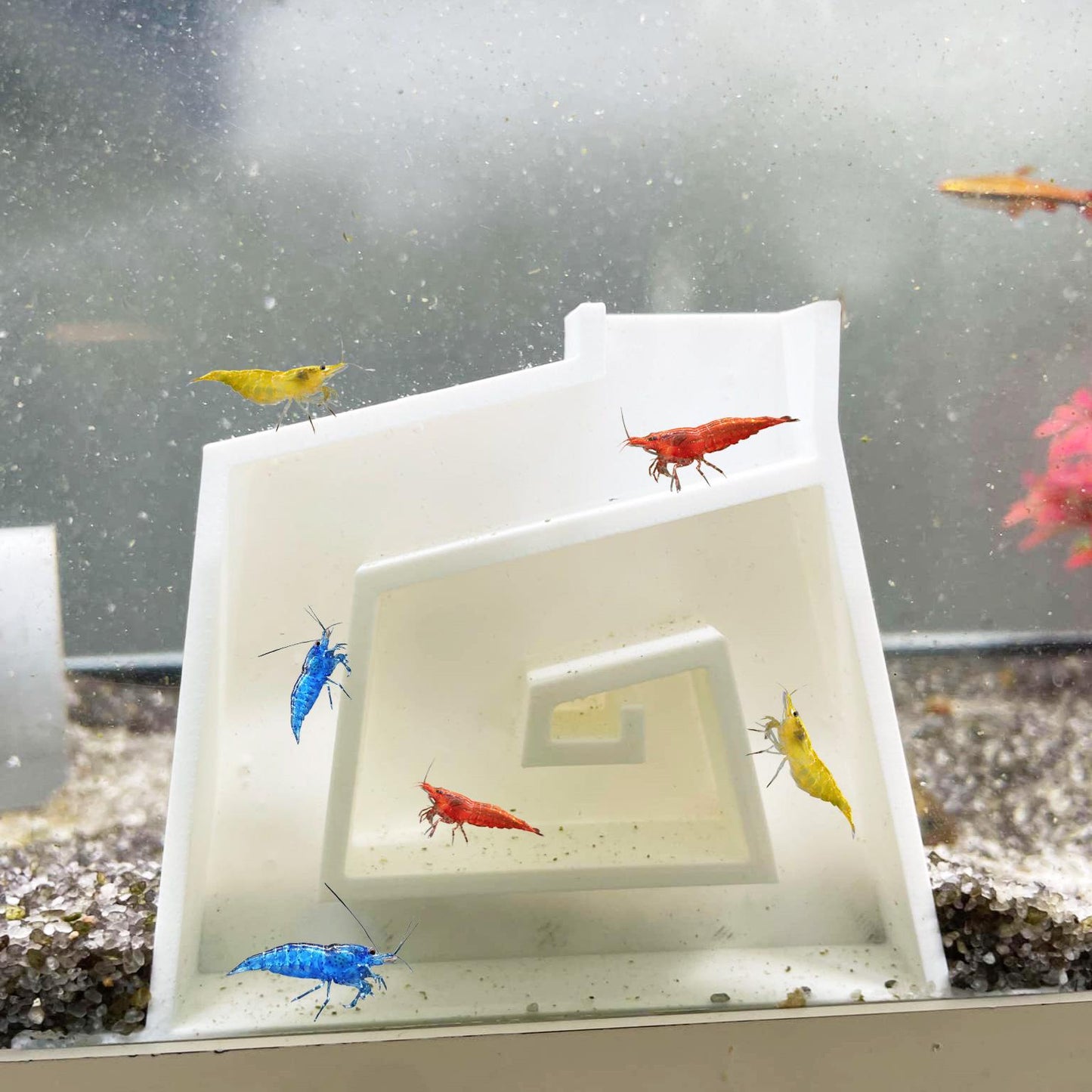 Aquarium Shrimp Maze
