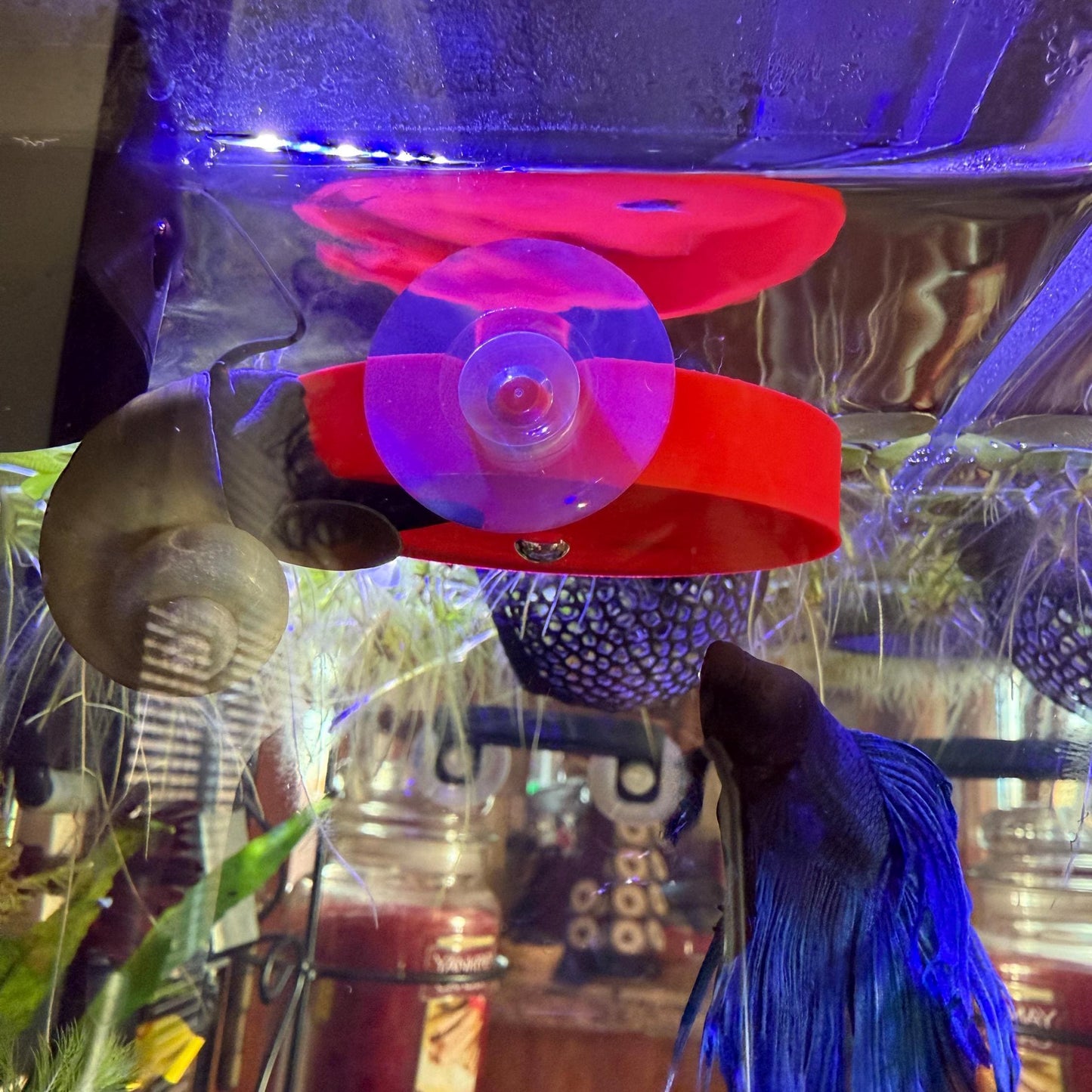 Aquarium Fish/Snail Feeding Dish