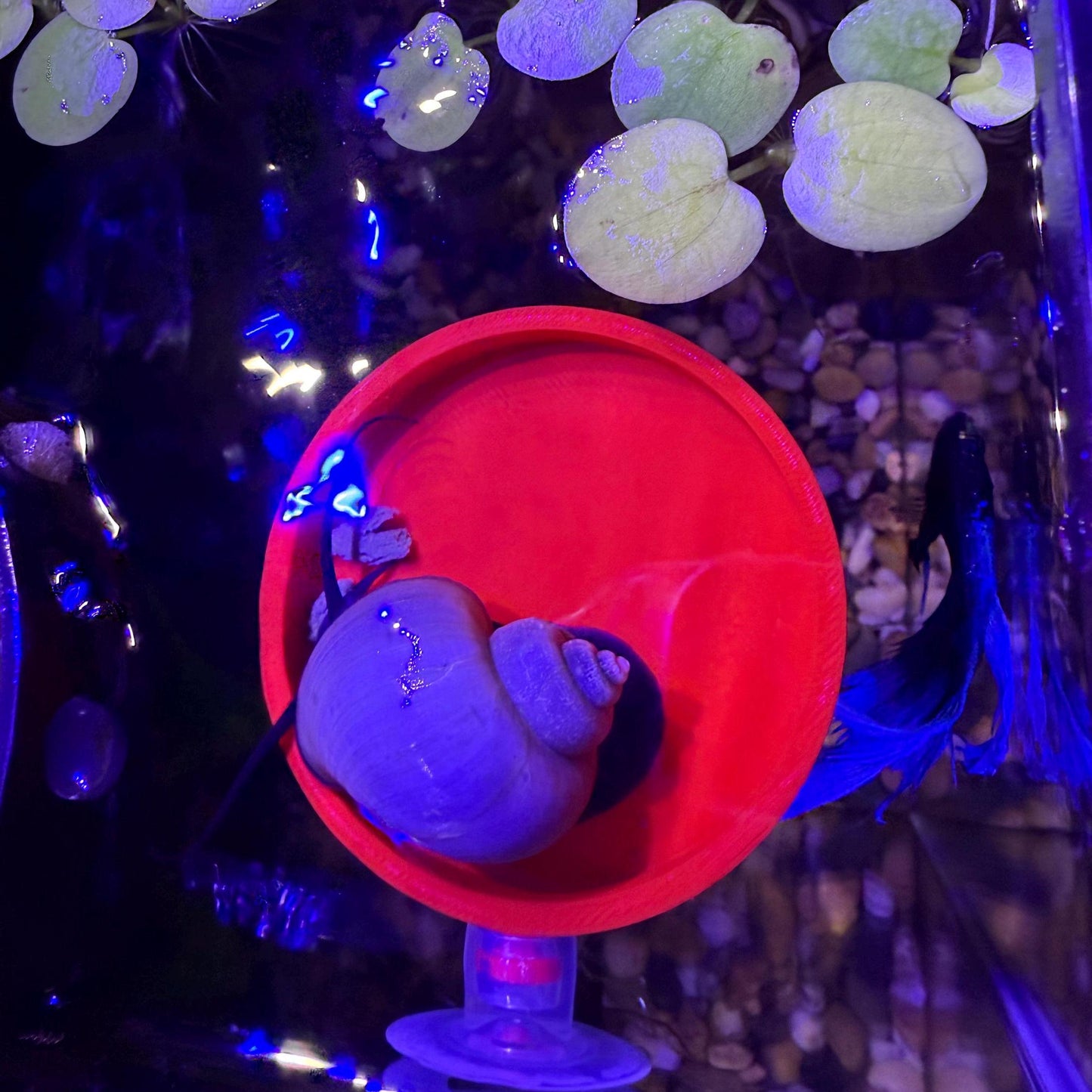Aquarium Fish/Snail Feeding Dish