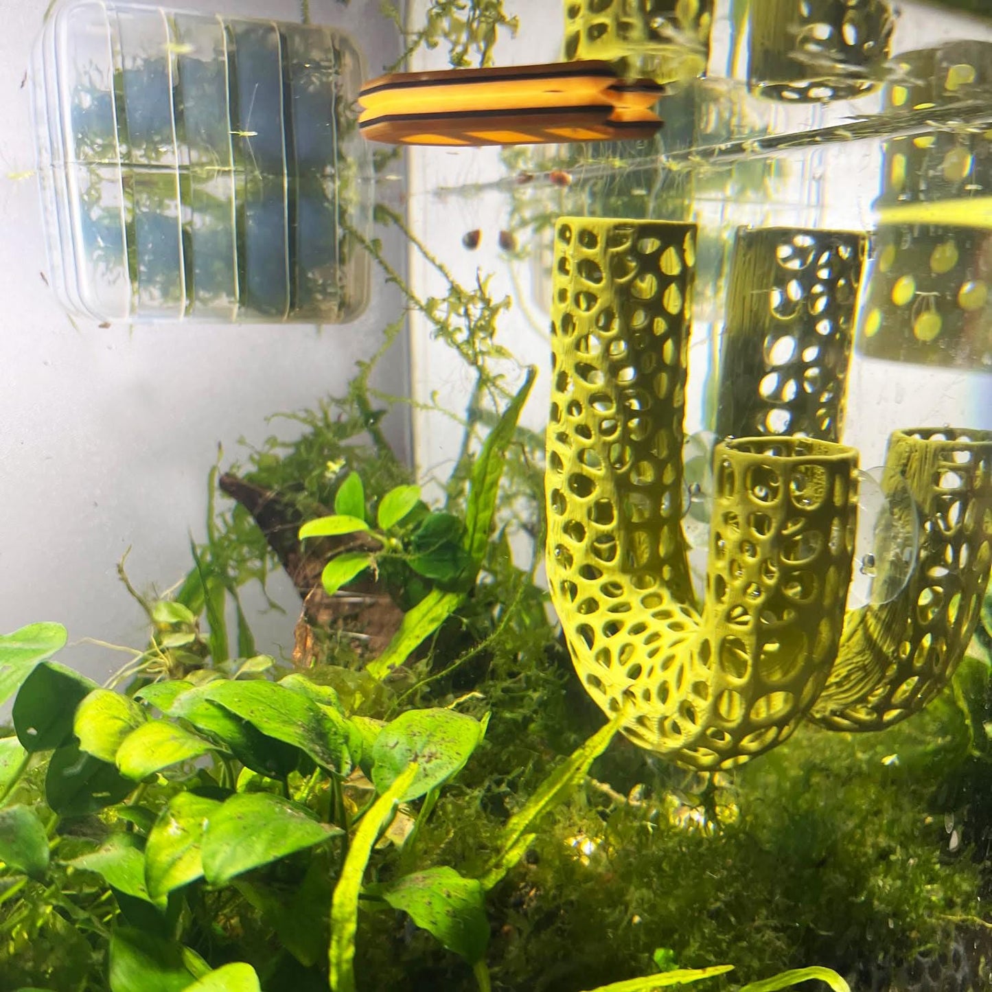 Lucky Bamboo Aquarium Plant Holder