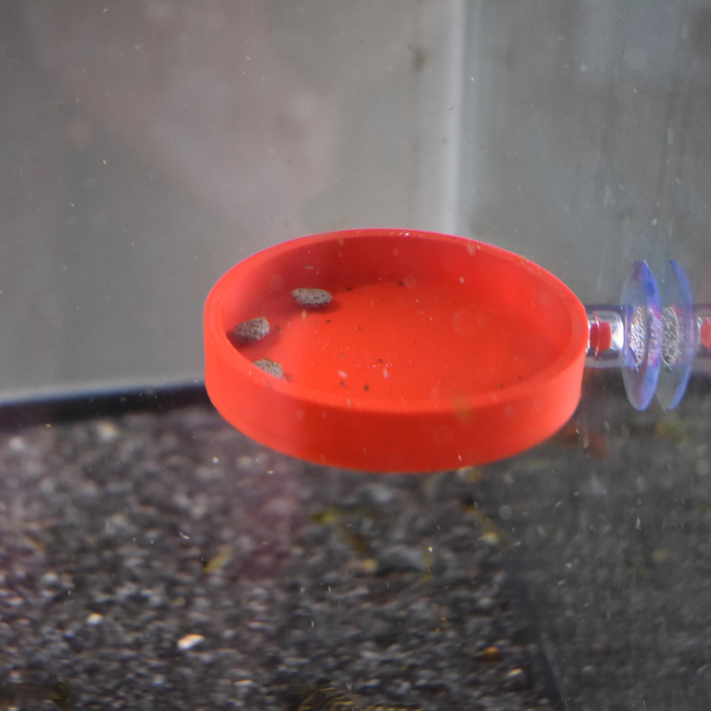 Aquarium Fish/Snail Feeding Dish