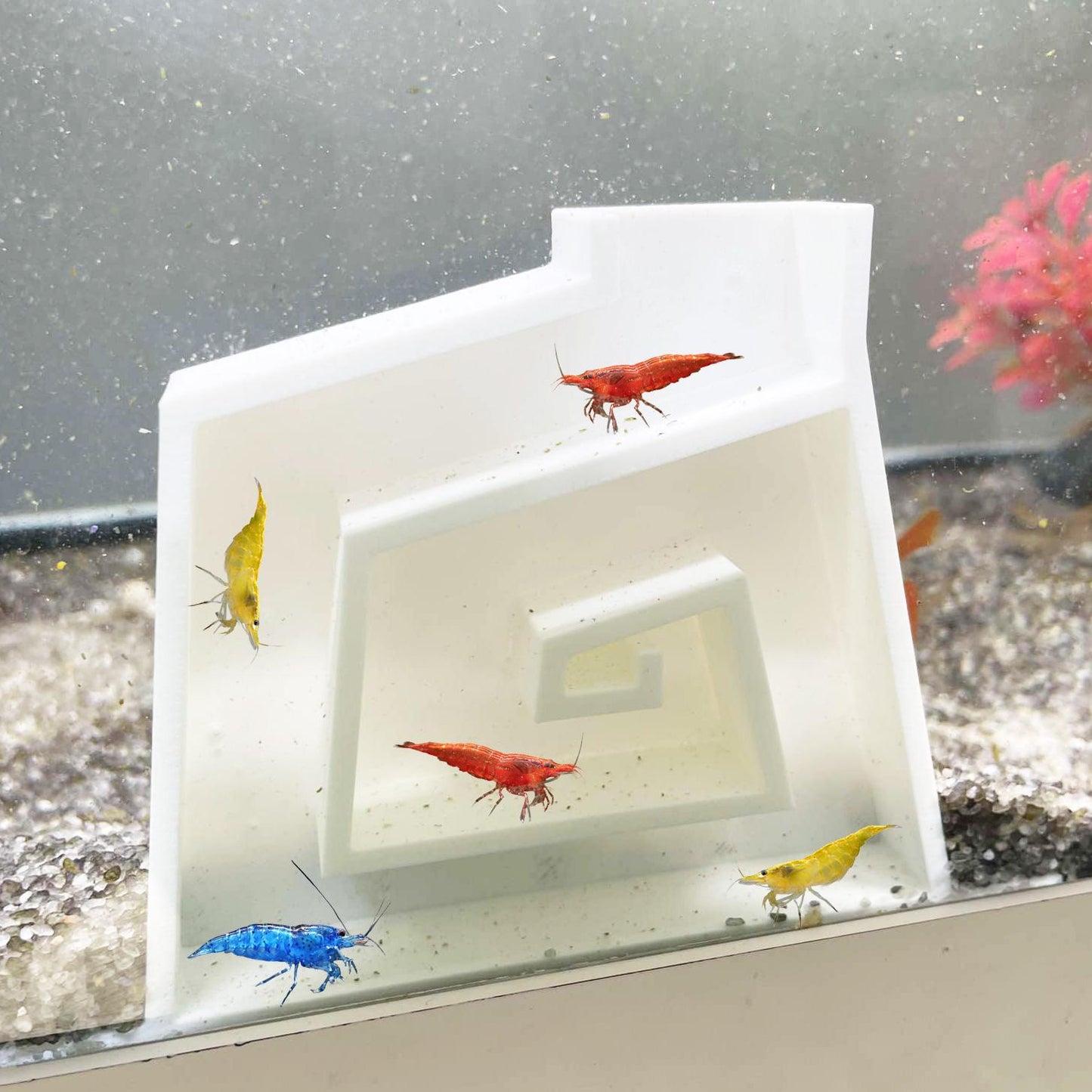 Aquarium Shrimp Maze