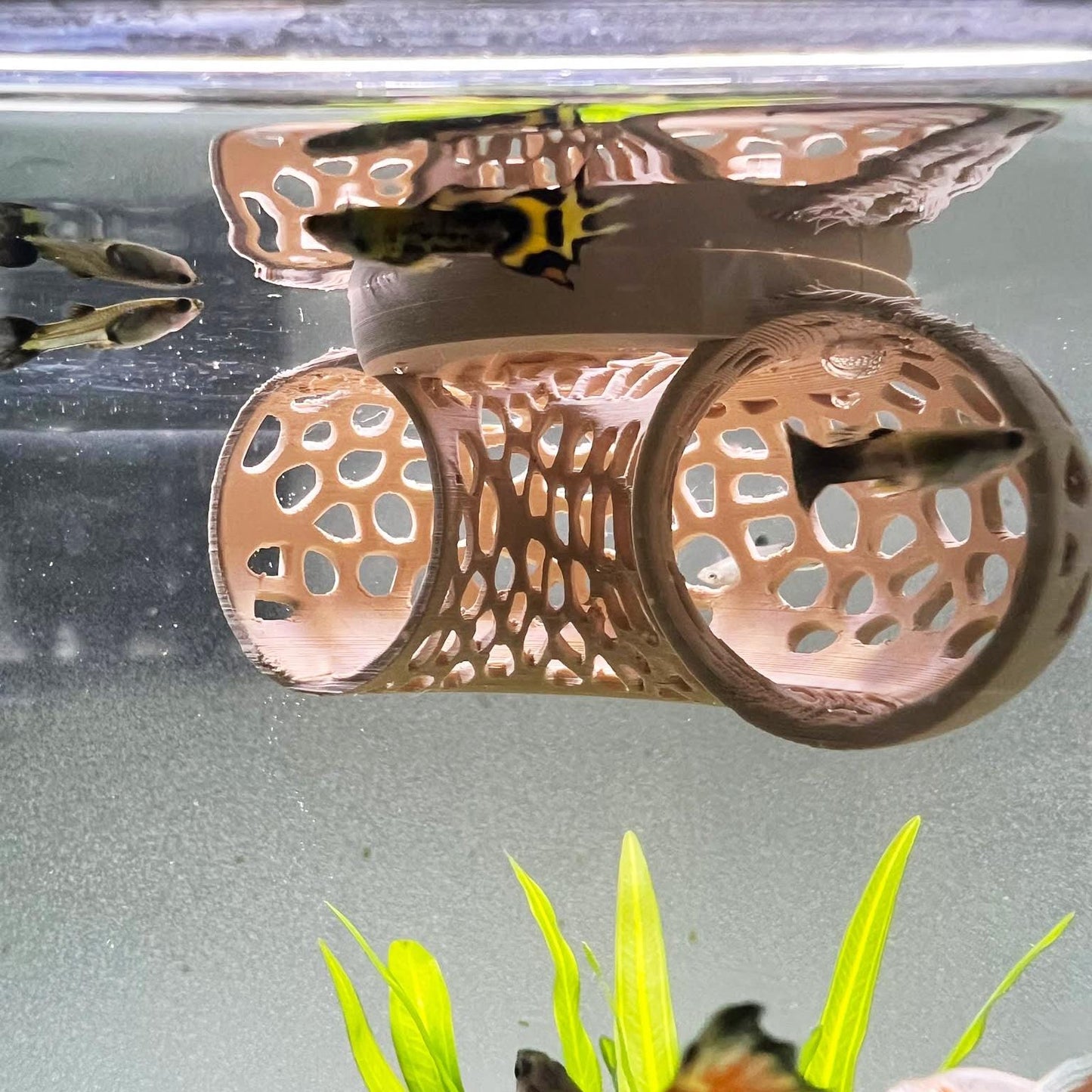 Floating Betta Tunnel For Betta Training