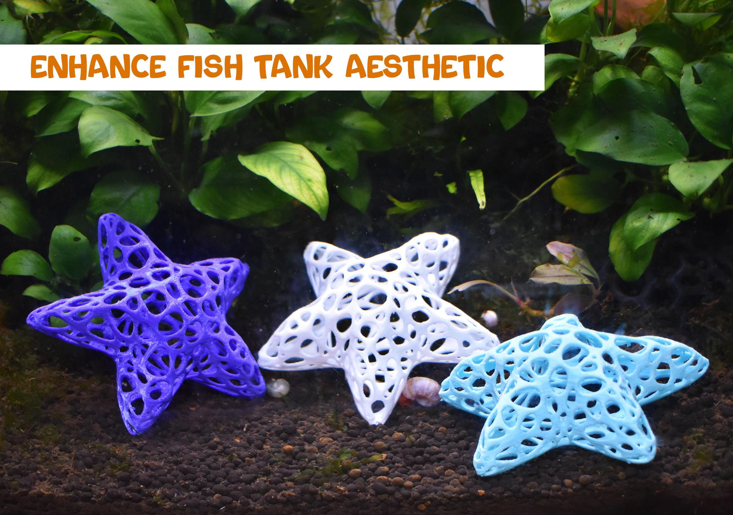 Aquarium Starfish Shrimp Dome