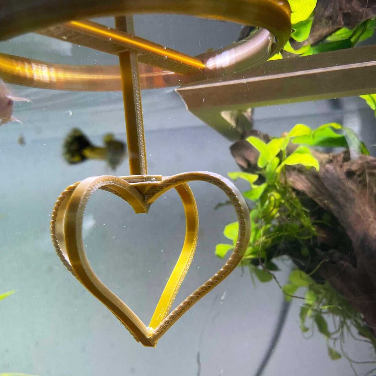Active Floating Betta Ring in Heart Shape