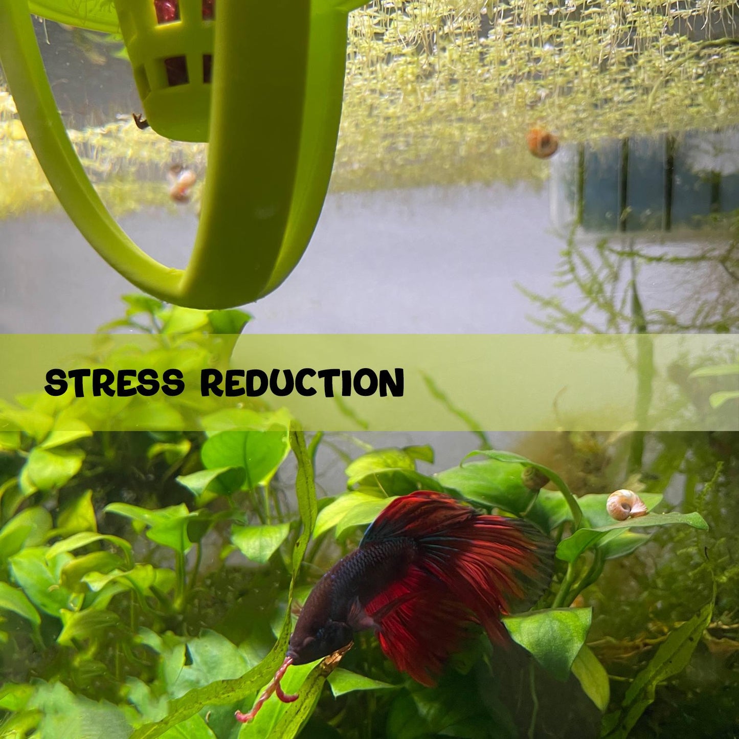 Floating Betta Feeder