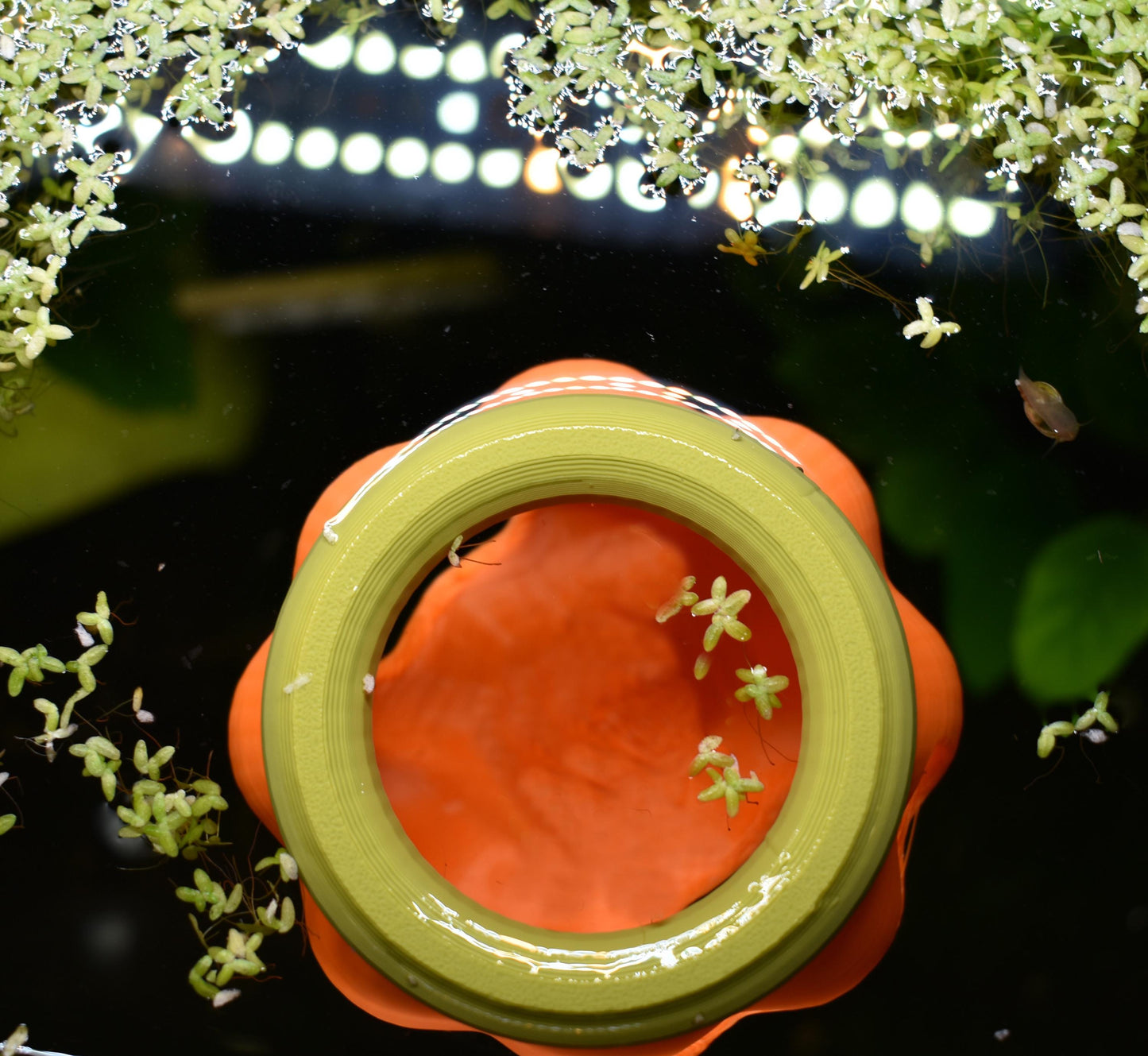 Floating Pumpkin House For Betta to Explore. Betta Hideout House. Floating Pumpkin House, Halloween Decor For Fish Tank. Fun Aquarium Decor.