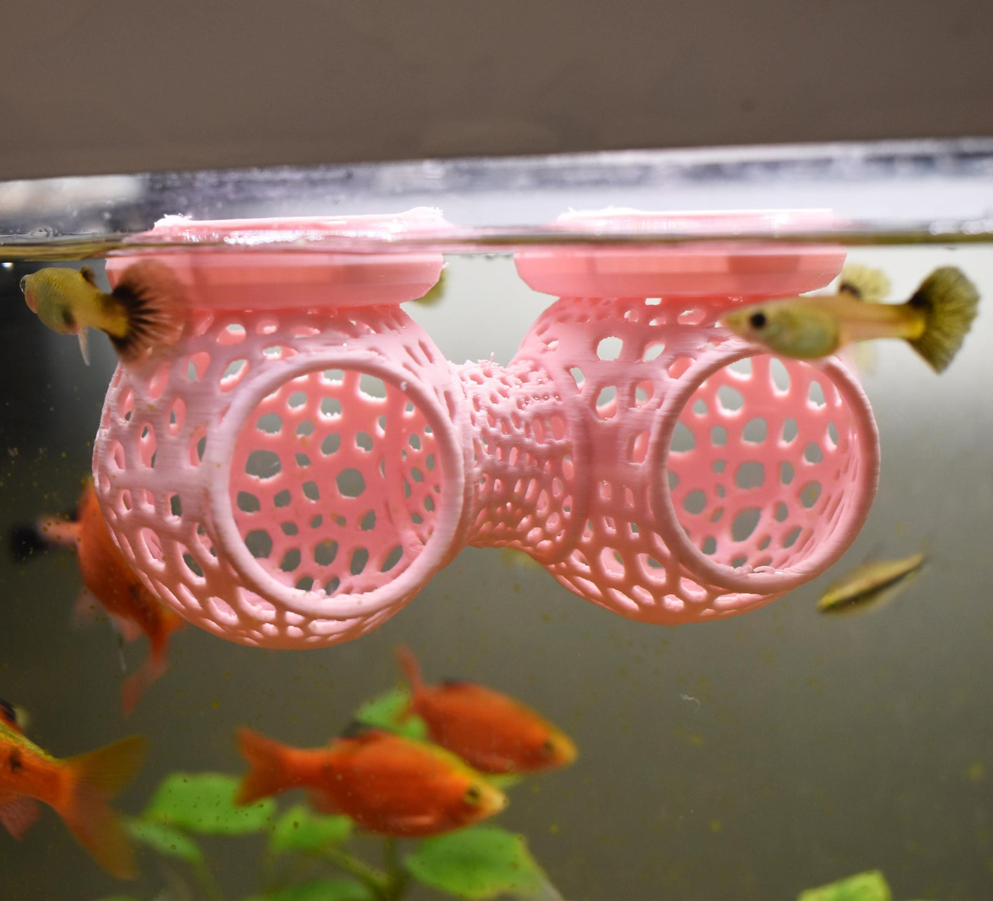 Floating Betta Double Tunnel