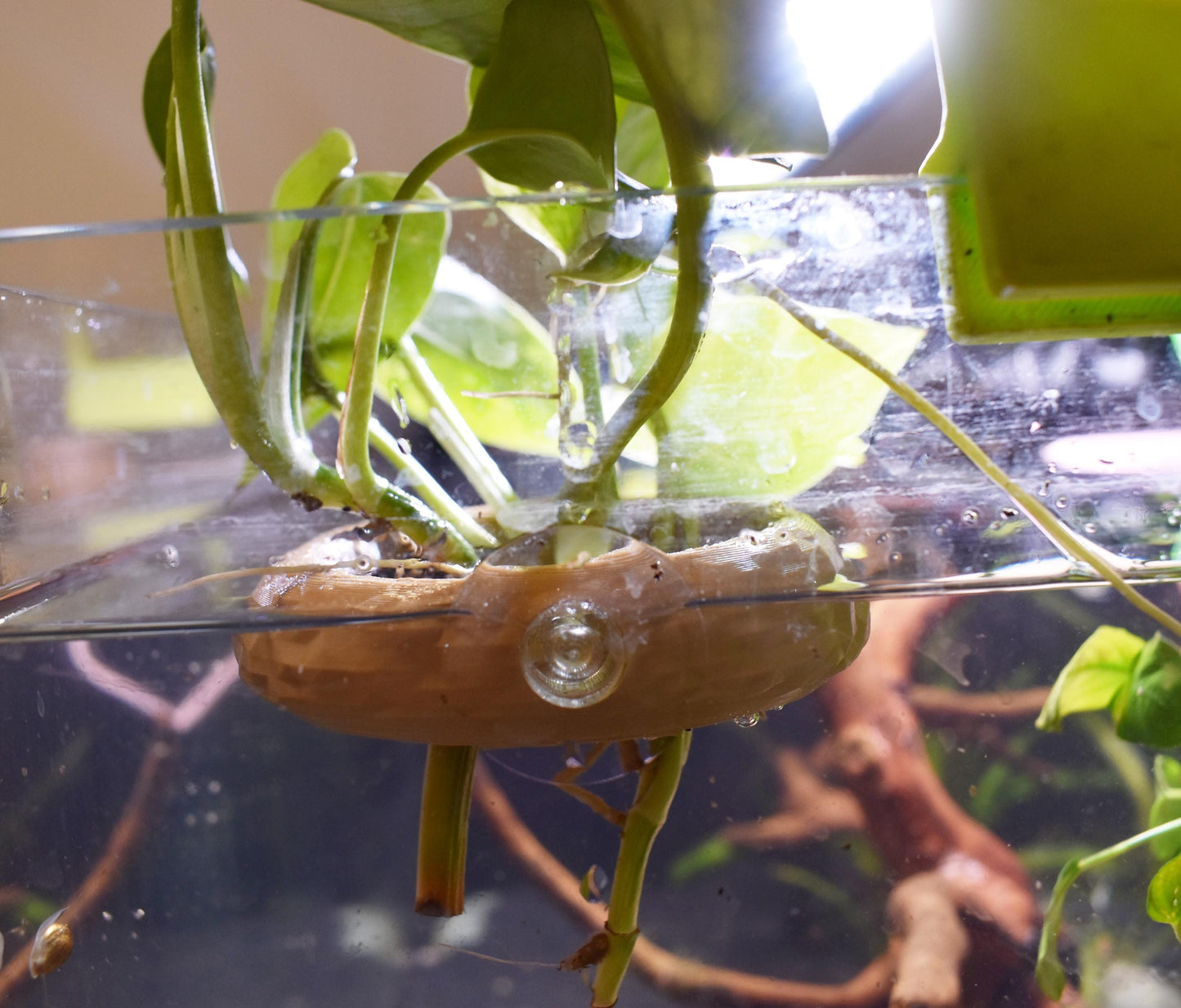 Aquarium Pothos Holder with Suction Cup