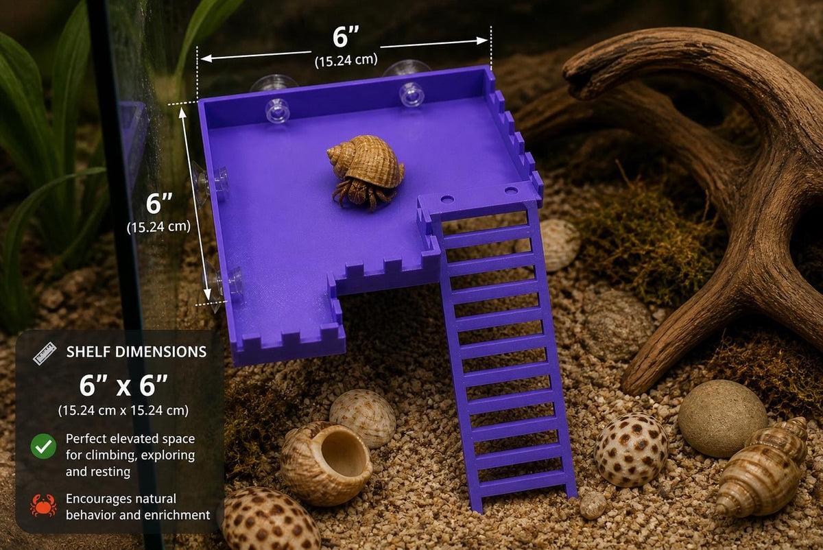 Hermit Crab Observation Deck with Ladder