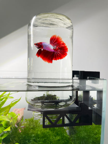 Inverted Betta Fish Tank Holder For Panoramic 360 View