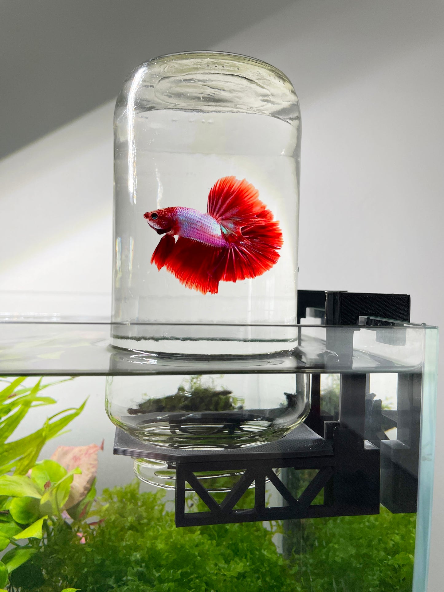 Inverted Betta Fish Tank Holder For Panoramic 360 View