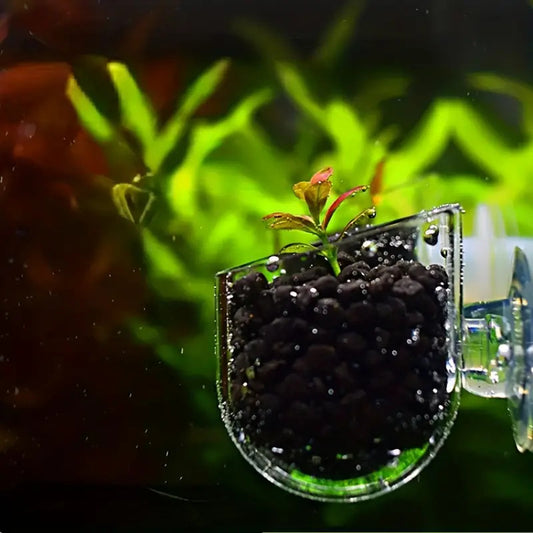 Mini Glass Pot For Aquarium Planting