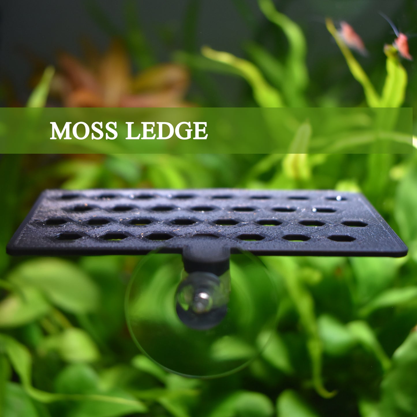 Aquarium Moss Ledge Holder