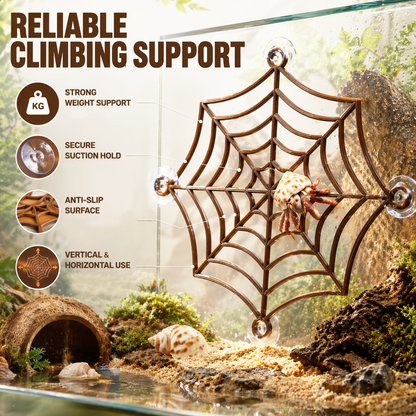 Hermit Crab Spider-Web Climbing Platform