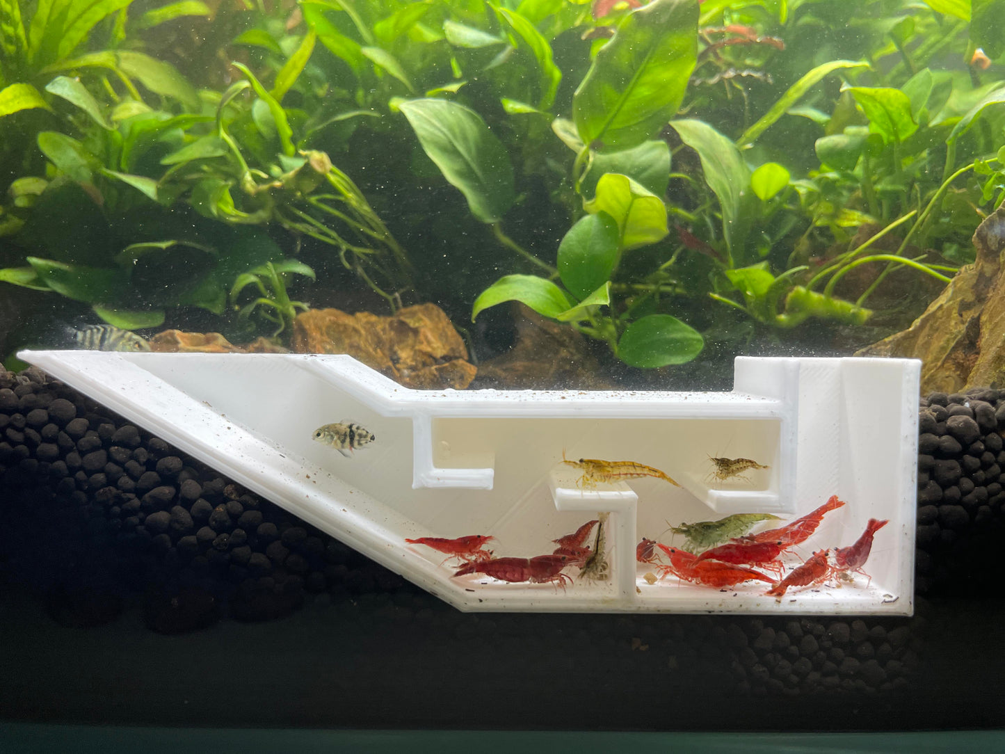 3D Printed Underground Shrimp Tunnel