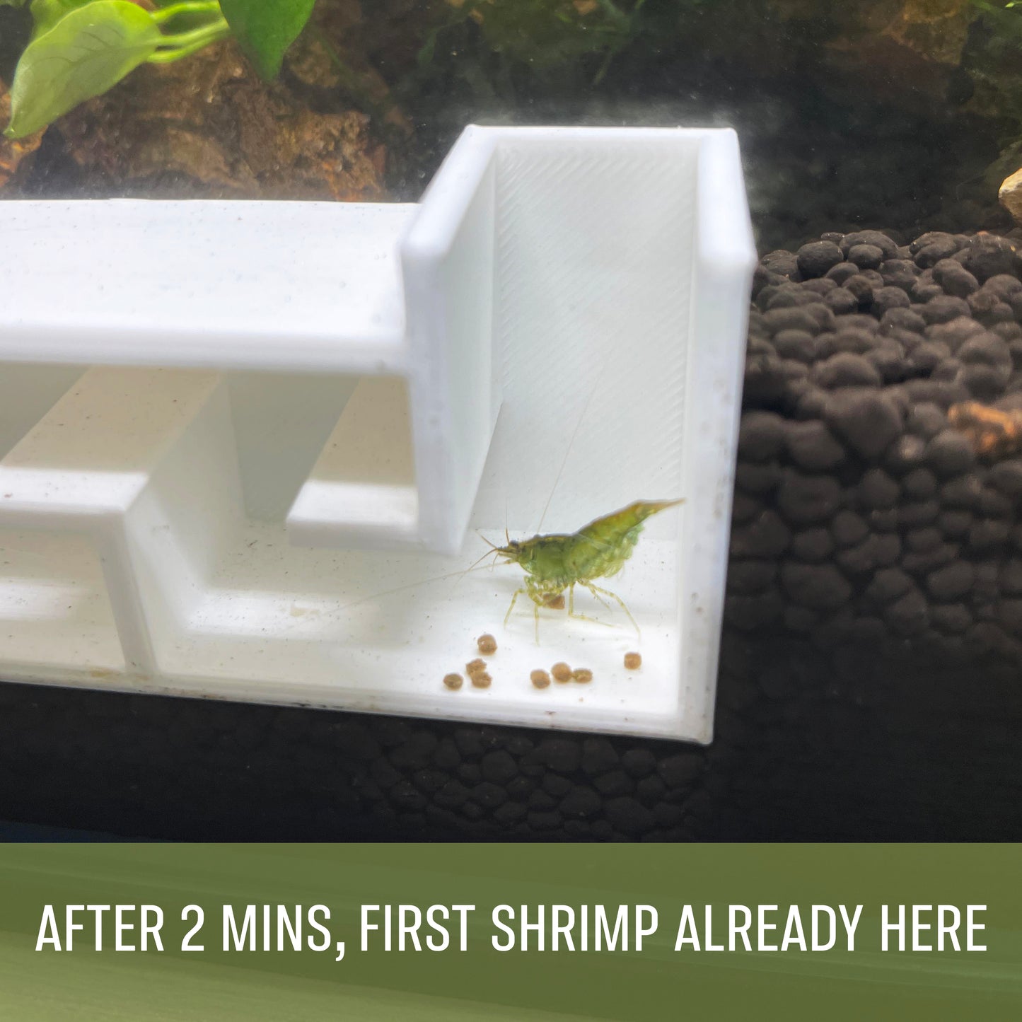 3D Printed Underground Shrimp Tunnel