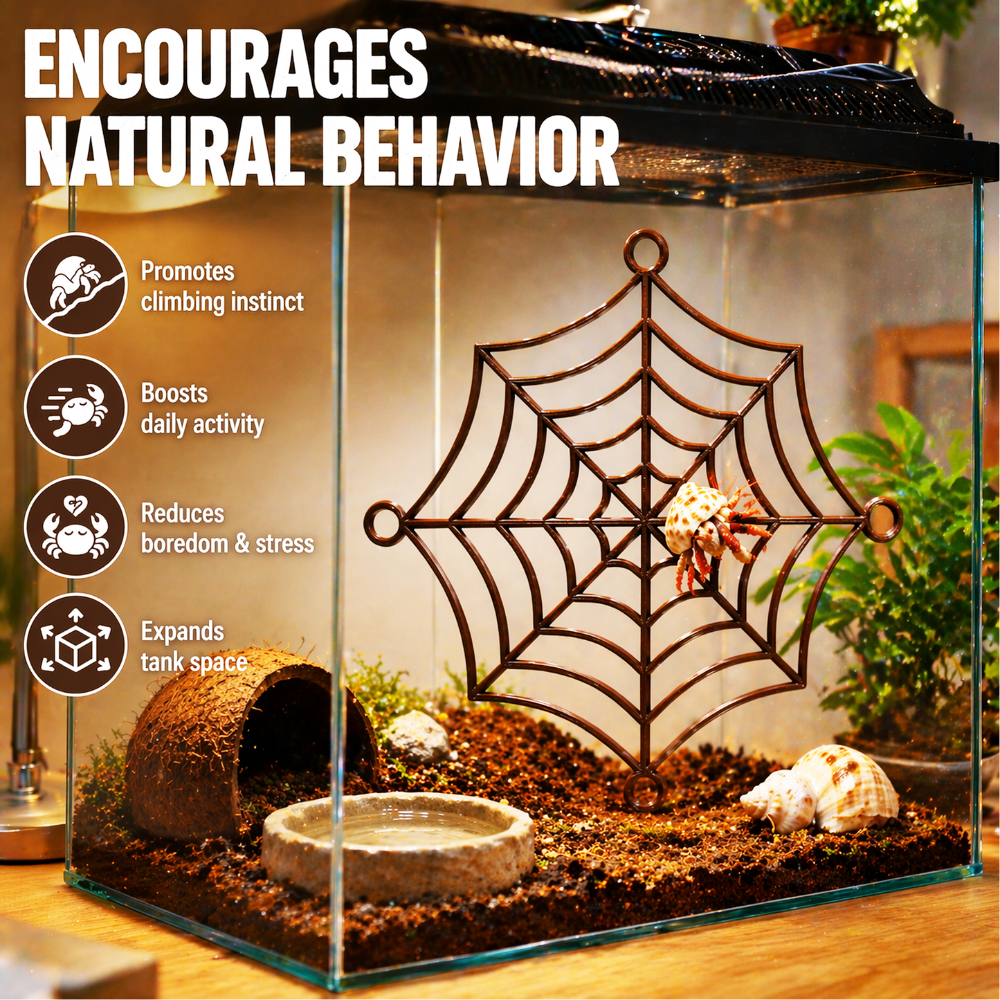 Hermit Crab Spider-Web Climbing Platform