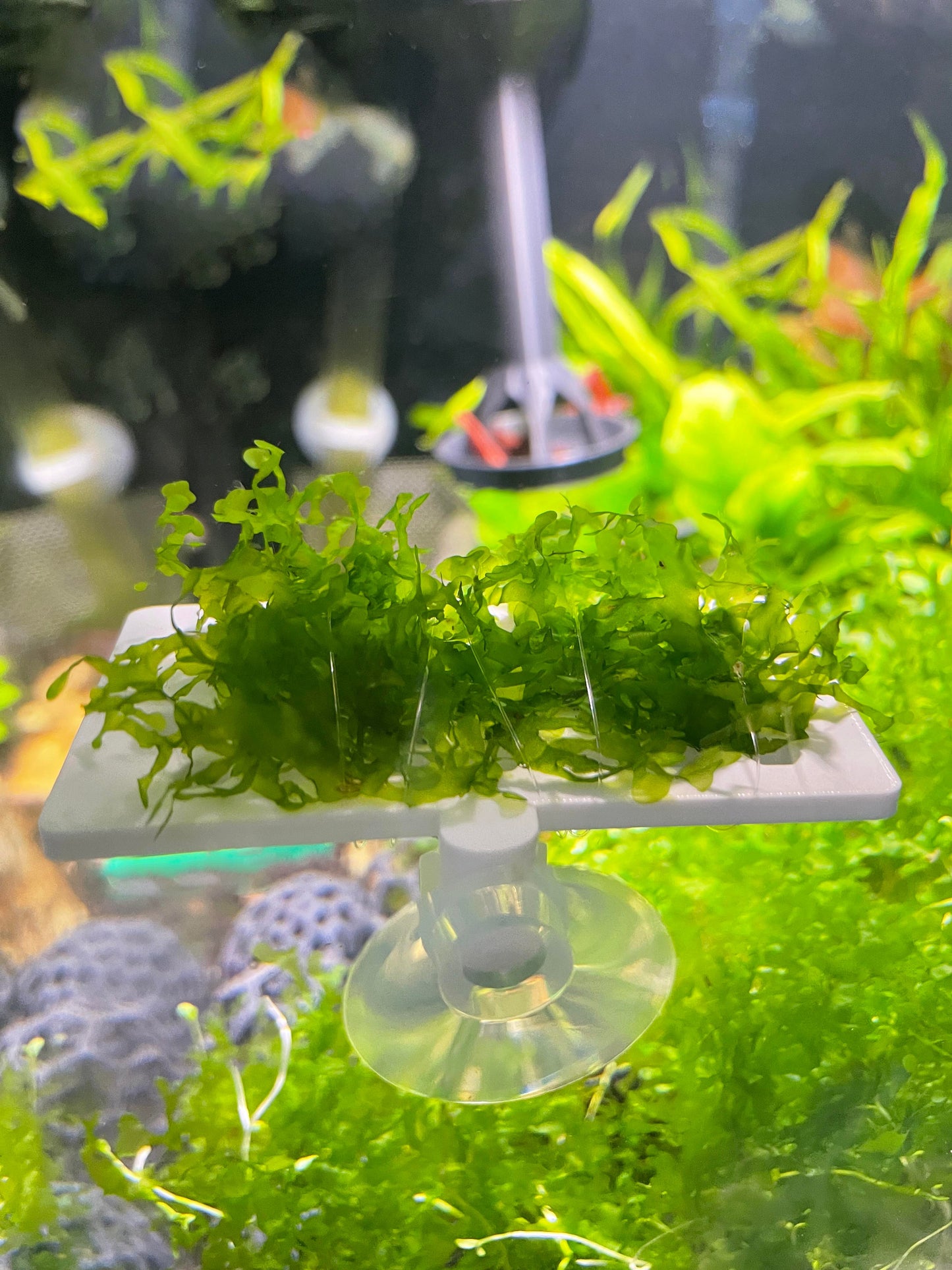 Aquarium Moss Ledge Holder