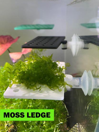 Aquarium Moss Ledge Holder